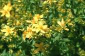 Sunatoarea este o planta medicinala care
se intalneste la marginea padurilor si
infloreste din iulie pana in septembrie.
Florile sunt galben-aurii: daca zdrobiti
o floare complet deschisa, din ea va ...