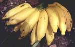 O buna 'crema' impotriva ciupiturilor de
tantari o reprezinta banana. Frecati
locul afectat cu miezul unei banane sau
cu partea interioara a unei coji si veti
scapa mai usor de iritatie si umflatura.
