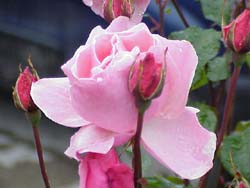 Florile de trandafir pot fi folosite in scop medicinal. Compresele din infuzie de trandafir (doua lingurite la o cana de apa...