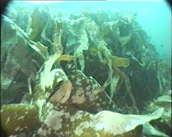 Algele marine contin de o mie de ori mai mult iod si de o suta de ori mai mult calciu si magneziu decat plantele terstre....