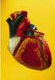 Muschii inimii au puterea sa arunce
sangele la 10 metri inaltime in aer.