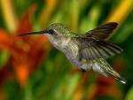 O pasare colibri cantareste doar 3,2 grame, ea fiind cea mai mica pasare din lume. Oul unui colibri cu gat rubiniu este mai mic...