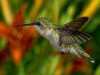 O pasare colibri cantareste doar 3,2
grame, ea fiind cea mai mica pasare din
lume. <br>Oul unui colibri cu gat
rubiniu este mai mic decat o boaba de
mazare. <br>Micuta zburatoare traieste
doar in Cuba.