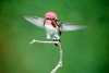 Cea mai mica pasare din lume face parte
din familia pasarilor colibri si este
denumita 'pasarea albina' (stiintific
'mellisuga helenae'). Numele 'colibri'
provine din limba unui trib ...