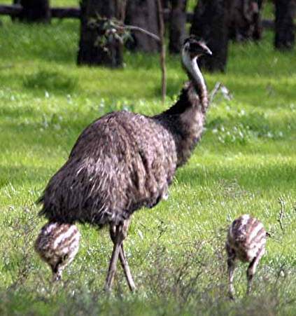Emu este cea de-a doua pasare ca marime din lume. Ca si strutul, nu poate zbura. Fuge cu viteze de pana la 48km/h pe picioarele...