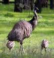 Emu este cea de-a doua pasare ca marime
din lume. Ca si strutul, nu poate zbura.
Fuge cu viteze de pana la 48km/h pe
picioarele lui lungi si cauta hrana prin
tinutul tufisurilor din Australia. Hrana ...