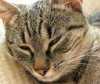 Karen Allen, cercetator in medicina la
Universitatea Buffalo (Statele Unite),
afirma ca 'pisica joaca rolul de tampon
asupra efectelor patogene ale
stresului'. O pisica in casa inseamna,
deci, ...