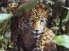 Numele de jaguar provine dintr-un cuvant
al indienilor americani care insemna
'ucigas care isi rapune prada dintr-o
singura saritura'.