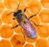 Laptisorul de matca e deseori comparat
cu mierea. Daca aspectul sau este
similar aspectului mierii, gustul este
in schimb mai acid si mai dulce, iar
culoarea este mai deschisa. Laptisorul
de matca e ...