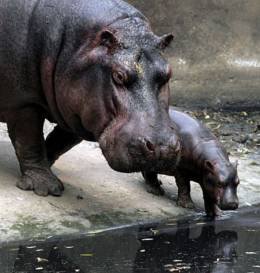 Pielea hipopotamului are o grosime de 6,5 cm care il apara impotriva celor mai multe arme de vanatoare. Acest animal fuge mai...