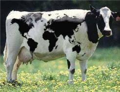 O vaca se poate imbata daca mananca prea multe mere.