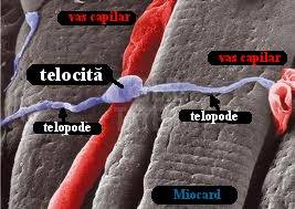 Telocitele sunt celule cu un corp foarte mic, insa cu extensii foarte lungi, numite telopode, asemanatoare oarecum celor ale...