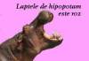 Laptele de hipopotam nu doar ca este de
culoare roz (un roz deschis), dar este
si foarte bogat in calorii - ajutand
astfel puii de hipopotam sa creasca
foarte repede. La nastere, puii de
hipopotam ...