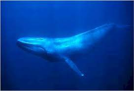 Cel mai mare animal (mamifer) din lume este balena albastra, care, culmea!, se hraneste cu cele mai mici plante (fitoplancton) si...