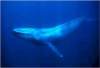 Cel mai mare animal (mamifer) din lume
este balena albastra, care, culmea!, se
hraneste cu cele mai mici plante
(fitoplancton) si cu cele mai mici
organisme vii (zooplancton) - hrana ce
se numeste ...