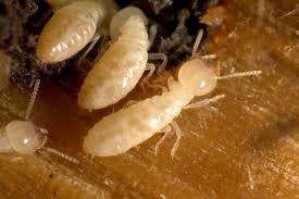 Termitele (din familia furnicii) mananca lemn uscat. Ele sunt purtatoarele unei bacterii care ajuta la digestia materiei...