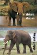 Cea mai lunga perioada de gestatie la 
animale este de 22 de luni, la elefantul
african. La elefantul indian gestatia
dureaza 21 de luni. Un elefant
african poate fi usor recunoscut fata de
unul ...