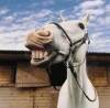 Poti determina care este sexul unui cal
si uitandu-te in gura si numarandu-i
dintii si maselele. Pe cand iepele au
doar 36 de dinti si masele, caii au 40!