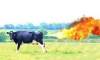 O vaca produce in mod normal de 200 de
ori mai multe gaze (vanturi, parturi,
basini) decat un om, contribuind astfel
la incalzirea globala.  Gazele
emise de vaci contin in principal ...