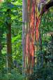 Arborele curcubeu, Eucalyptus deglupta,
are trunchiul colorat in mod natural,
intr-o multitudine de culori. Culoarea
verde a trunchiului se inchide la
culoare si da nastere treptat unor
combinatii de ...