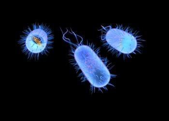 O parte importanta din greutatea corpului uman adult este reprezentata de microbi, bacterii si alti paraziti care isi au...