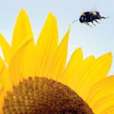 Floarea-soarelui e indicata in medicina
naturista, datorita proprietatilor
benefice pe care le are asupra
organismului. Semintele de
floarea-soarelui sunt folosite in
tratamentul pentru ...