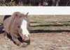 Cel mai mic cal din lume are numai 43 de
centimetri inaltime, 2,5 kilograme si a
fost inregistrat in Cartea Recordurilor,
in editia de anul viitor, ca fiind cel
mai mic cal din lume. Stapanii ...