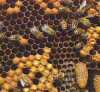 Laptisorul de matca este unul dintre
cele mai puternice energizante naturale,
considerat 'elixir al tineretii'.
Laptisorul de matca e o substanta
secretata de glandele salivare ale
albinelor, ...