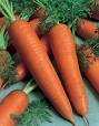Sucul de morcov este izvorul cel mai
bogat in vitamina A usor asimilabila si
contine cantitati insemnate de vitamina
B2, C, E, D, F, si de minerale, K; Na,
Ca, Mg, Fe. Stimuleaza pofta de mancare
si ...
