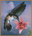 Inima unui colibri, la fel ca si a canarului, bate de aproape 1.000 de ori pe minut.