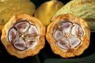 Praful de cacao previne imbatranirea si aparitia ridurilor datorita continutului sau bogat in polifenoli, substante care spala...