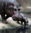 Pielea hipopotamului are o grosime de
6,5 cm care il apara impotriva celor mai
multe arme de vanatoare. Acest animal
fuge mai repede decat omul, desi
cantareste in jur de 4 tone.