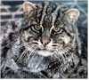 Pisica pescar - Animal raspandit in India, Sri Lanka, in toata Burma, peninsula Thai si Indonezia. Pisica pescar cantareste pana...