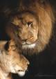 Femela leu se ocupa cu vanatoarea in
peste 90% din cazuri, in timp ce
masculul leu prefera sa doarma sau sa se
odihneasca.