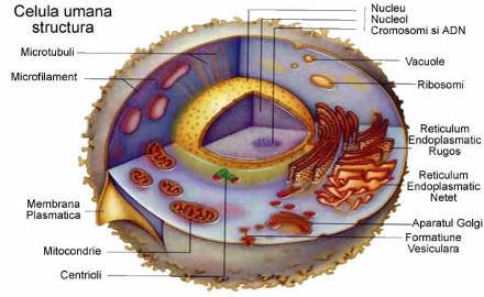Celula este unitatea de baza (cea mai mica) ce alcatuieste materia vie. Exista organisme alcatuite dintr-o singura celula...