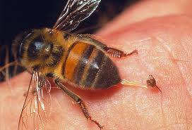 Probabilitatea sa fiti intepati de o albina este mult mai mare intr-o zi cu vant decat intr-o zi linistita. Daca ati fost...