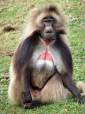 Maimutele gelada (sau babuinii gelada)
au degete mai scurte si mai groase decat
restul maimutelor, acest fapt facandu-le
nu foarte abile cataratoare in copaci,
insa excelente cataratoare pe ...