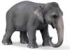 Elefantul este singurul animal din lume
cu patru genunchi.