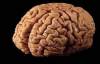 Creierul uman este 80% apa.