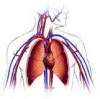 Arterele sunt vase prin care sangele
circula de la inima spre tesuturi, iar
prin vene sangele circula dinspre
tesuturi spre inima. Capilarele sunt
vase mici prin intermediul carora se
realizeaza ...