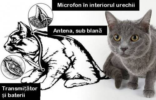 Pisicile spion si proiectul Acoustic Kitty. In 1960, CIA, unul din serviciile secrete americane, a incercat o noua metoda de a...